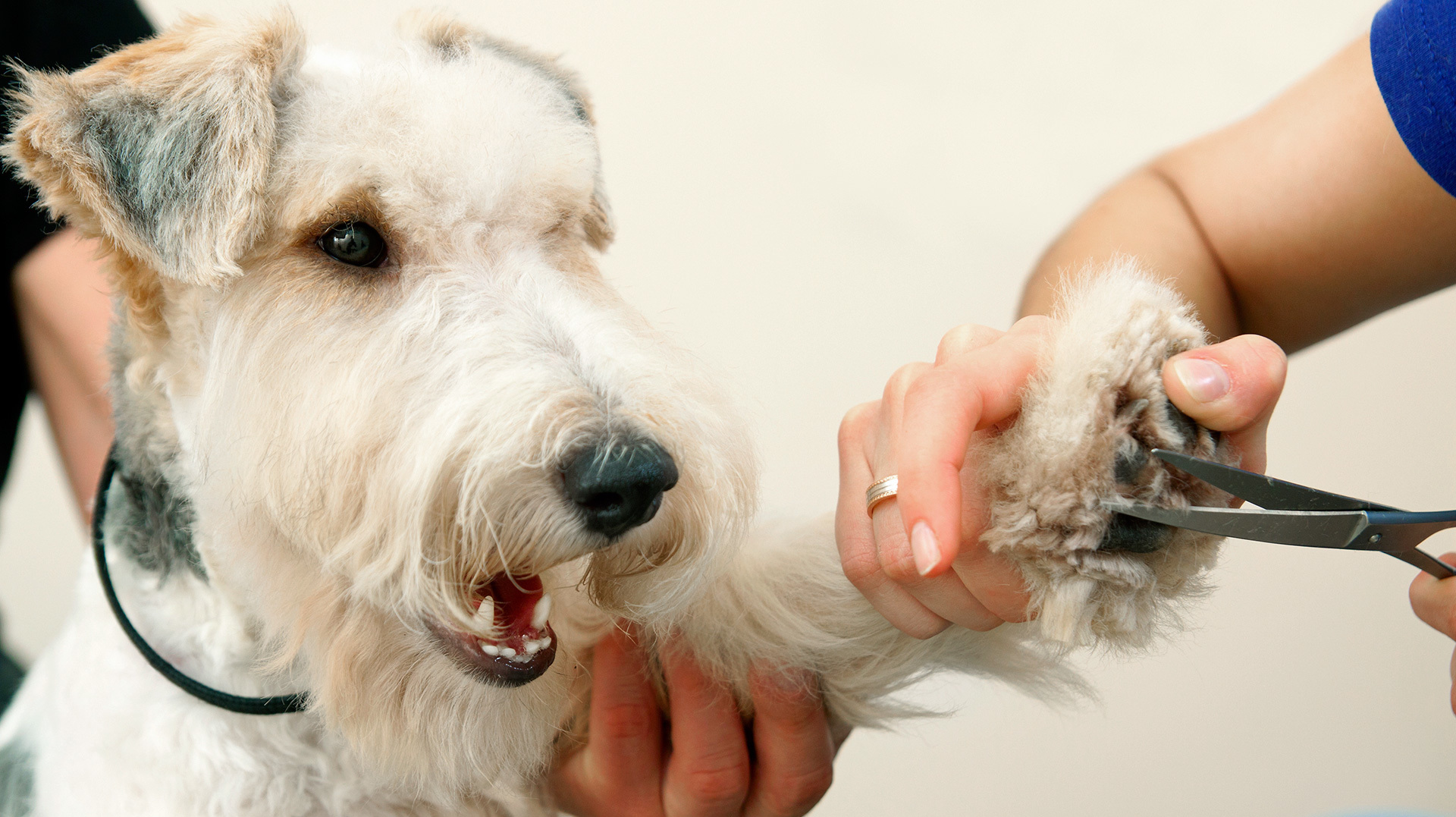 14 tips that will help protect your pup from abuse at the groomer