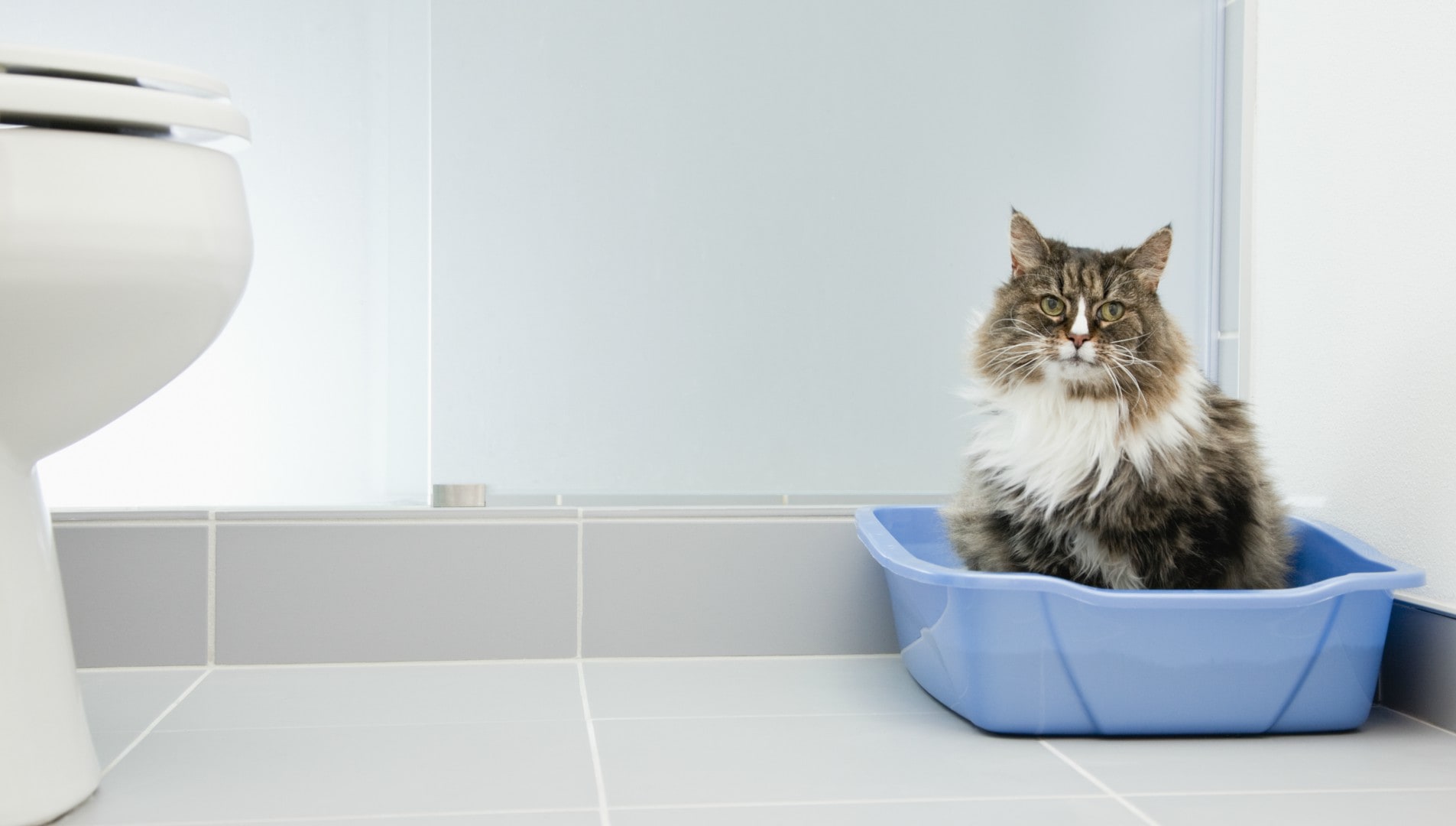 Your Cat Sleeping in the Litter Box Could Be the Sign of a Serious