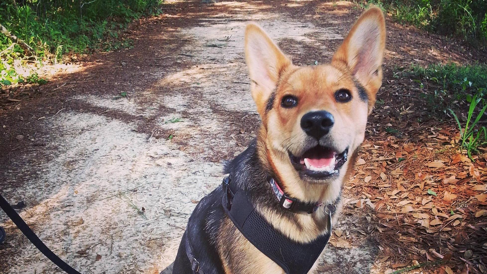 11 Cutest smiling dogs from PuppySmiles Reddit SheKnows