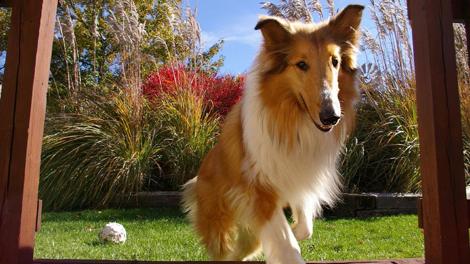 Meet the breed Collie SheKnows