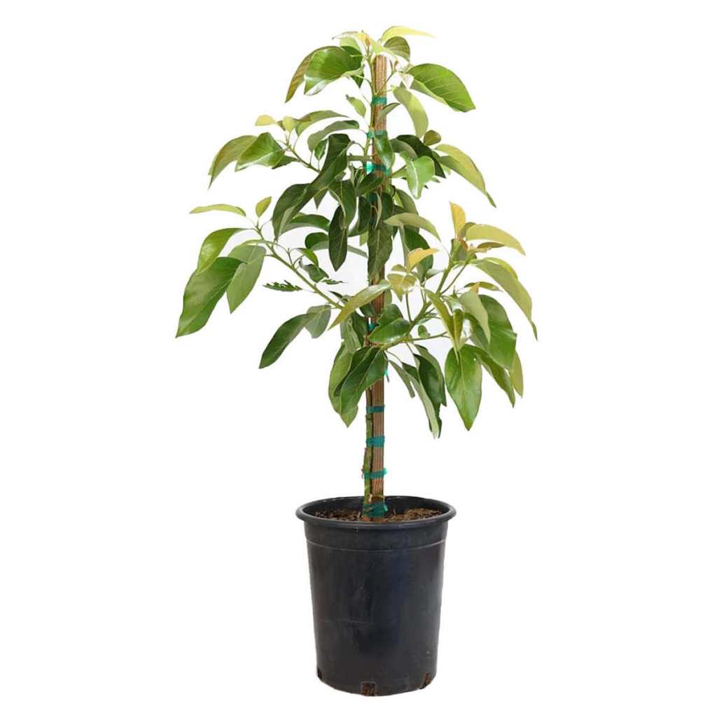 Costco Is Selling Avocado Trees for a Steal
