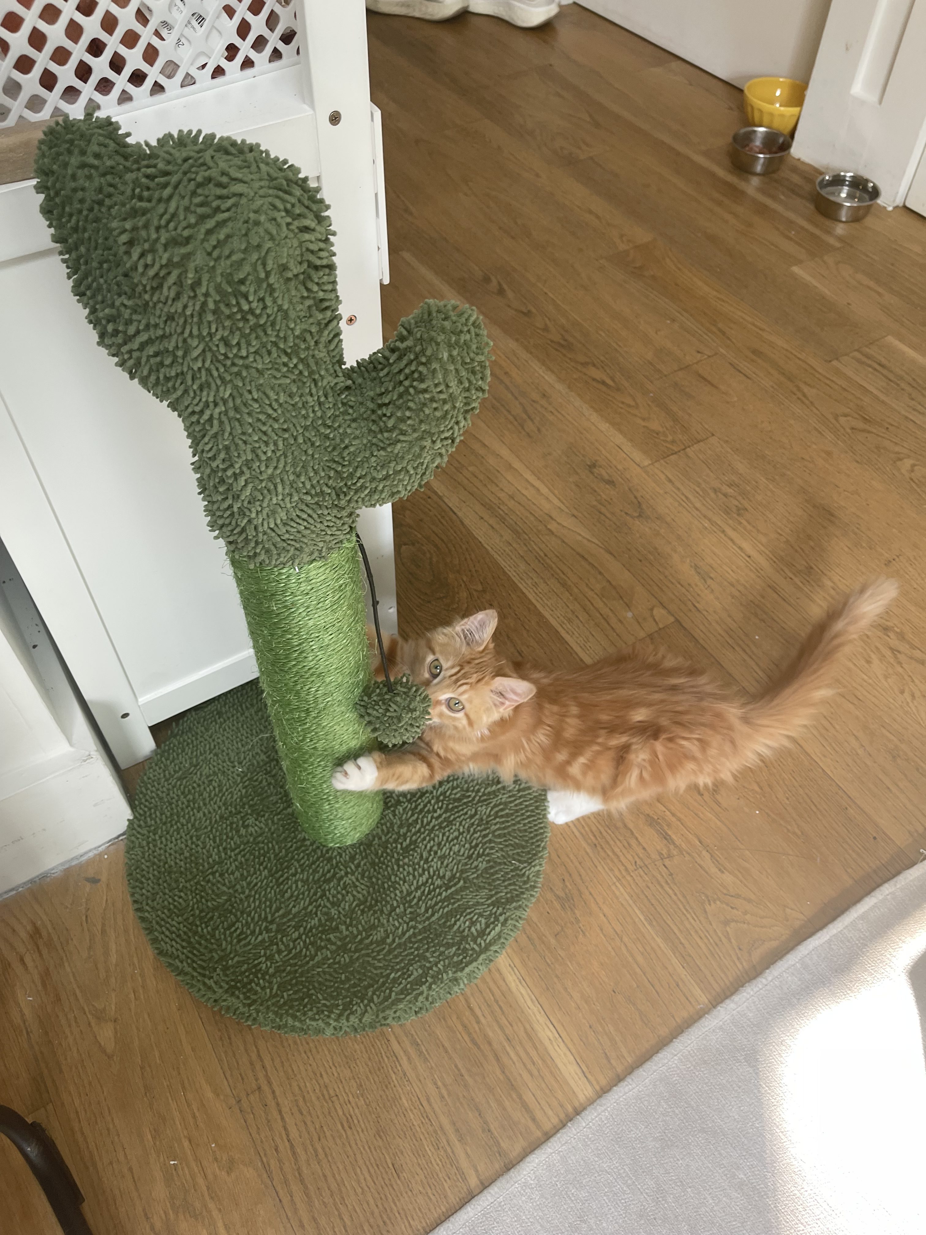 This Cat Scratching Post From Chewy is the Best Thing I Bought