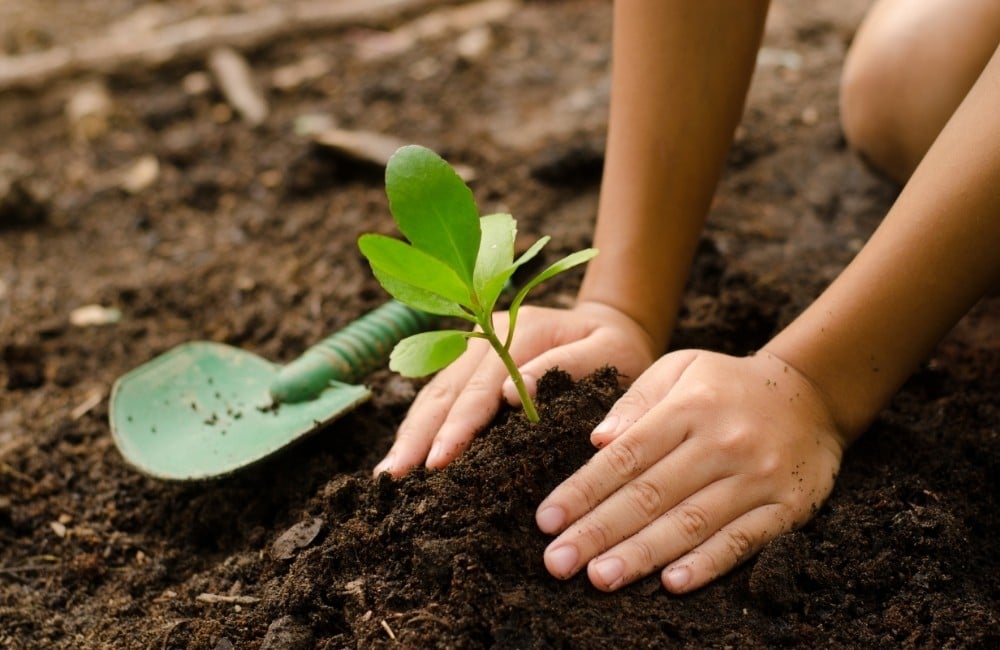 Should I Use Compost When Planting A Tree at Christopher Riley blog
