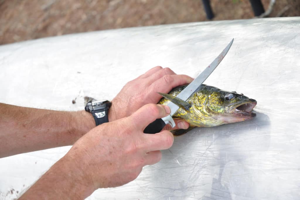 How to Sharpen a Fillet Knife shelf
