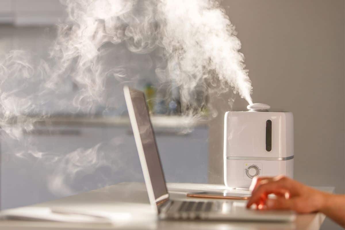 Humidifiers vs. Dehumidifiers Which Should You Be Using? shelf