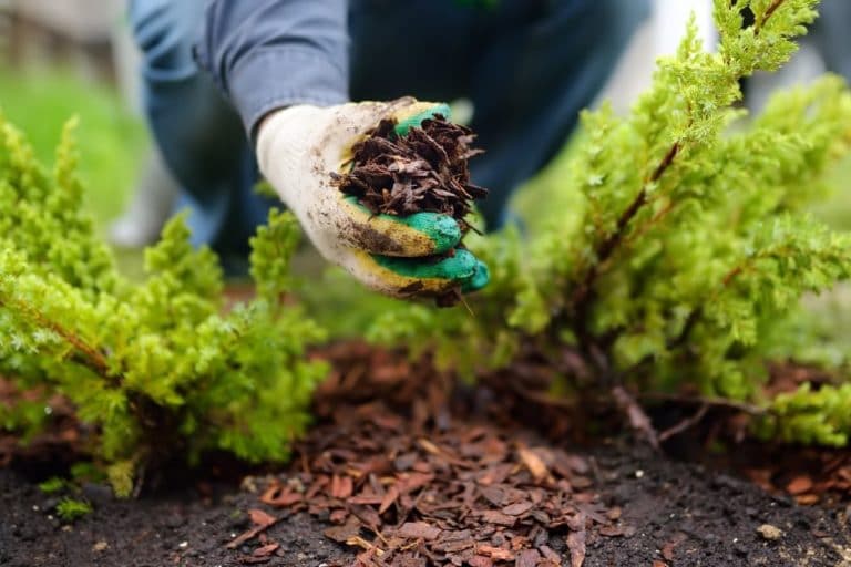 Best Mulch for Vegetable Gardens 5 Options & What to Avoid shelf
