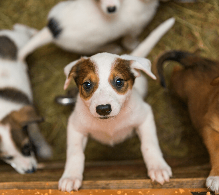 Best Pet Adoption Sites Why You Should Adopt from Shelters