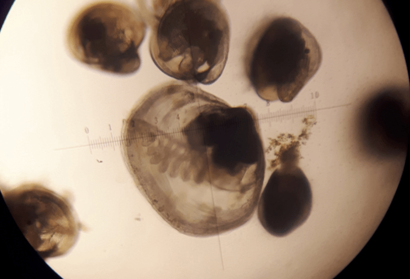 Bideford Shellfish Hatchery Oyster Seed PEI Oyster Seed