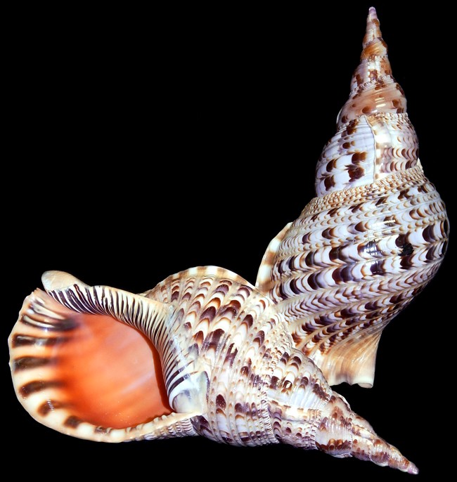 Shell Horizons, Inc Product Details Pacific Triton