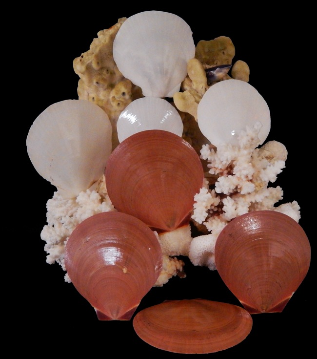 Shell Horizons, Inc Product Details Moon shells(singles)