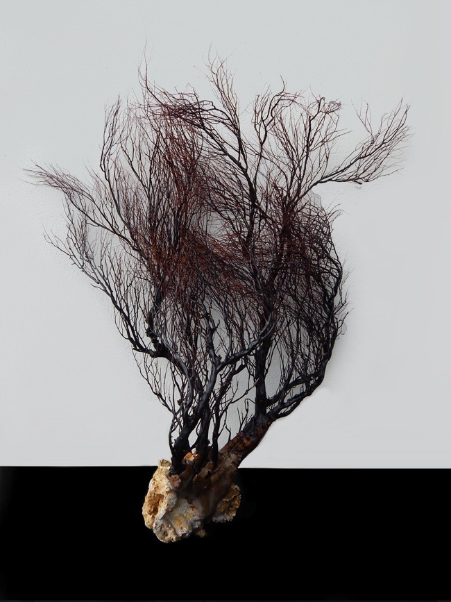 Shell Horizons, Inc Product Details Rare Black Coral Tree