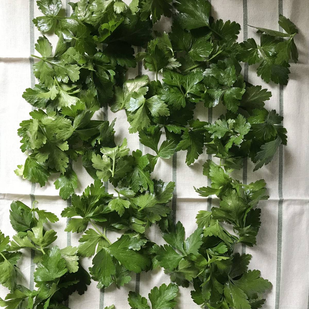 How to Freeze Parsley to Use Year Round (2022)