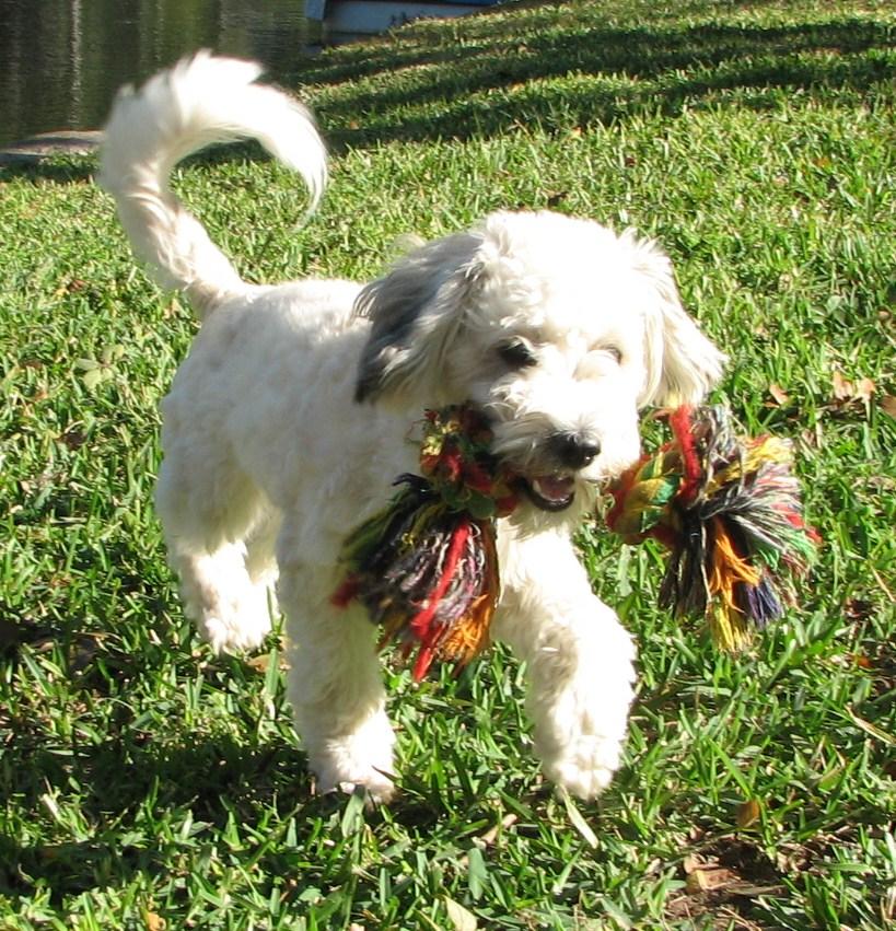 How Often Should I Clean My Dog's Ears? Shelter Pet Safety Net