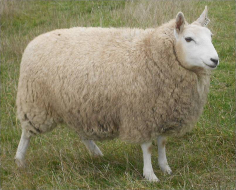 Miniature Cheviot Sheep For Sale Shepherd's Bounty