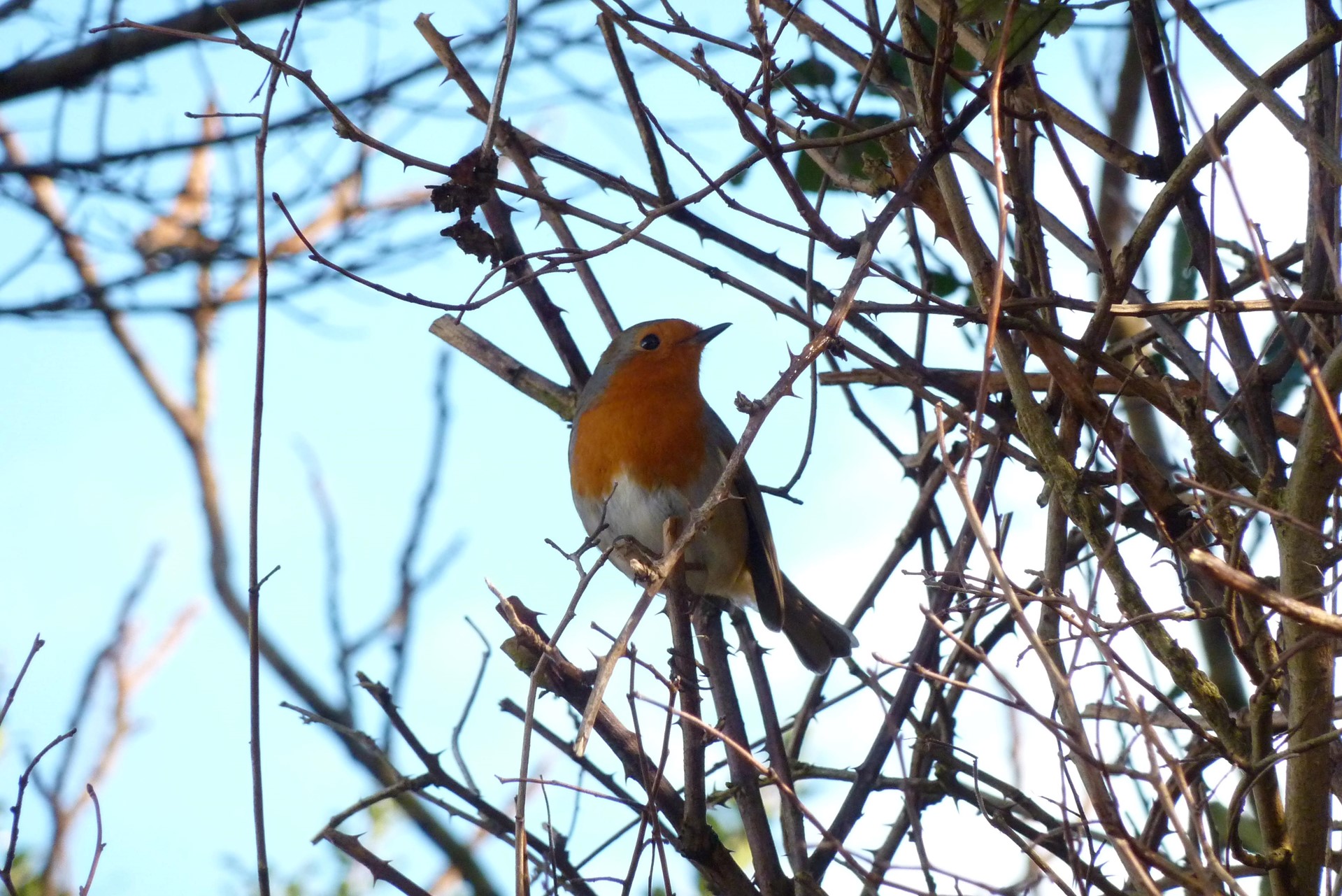 Sheppy's Join us with the Big Garden Birdwatch 2023.