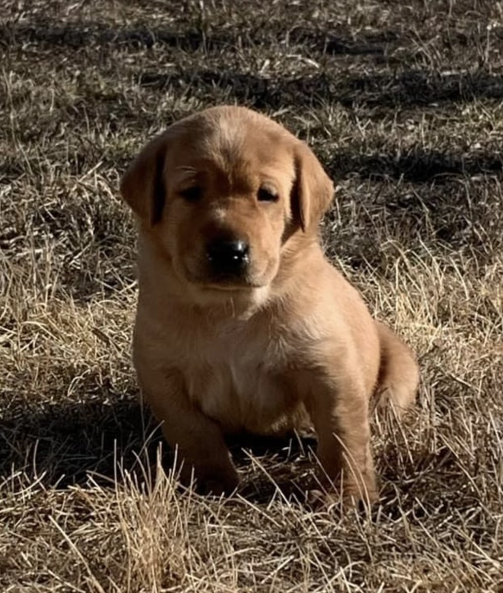 Sheyenne River Retrievers Puppies