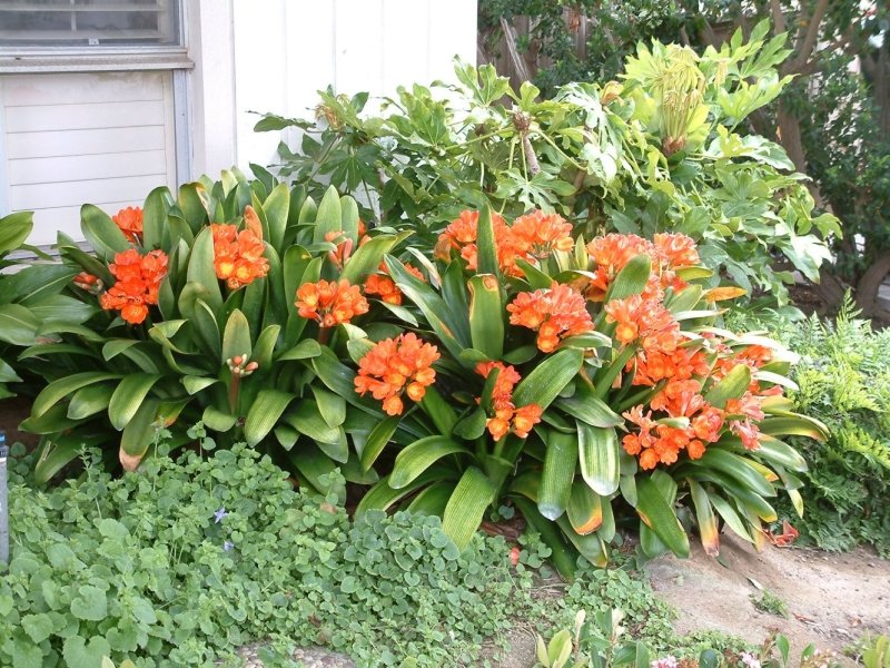 Top Ten Indoor Plants to Reduce Pollution SHIFT