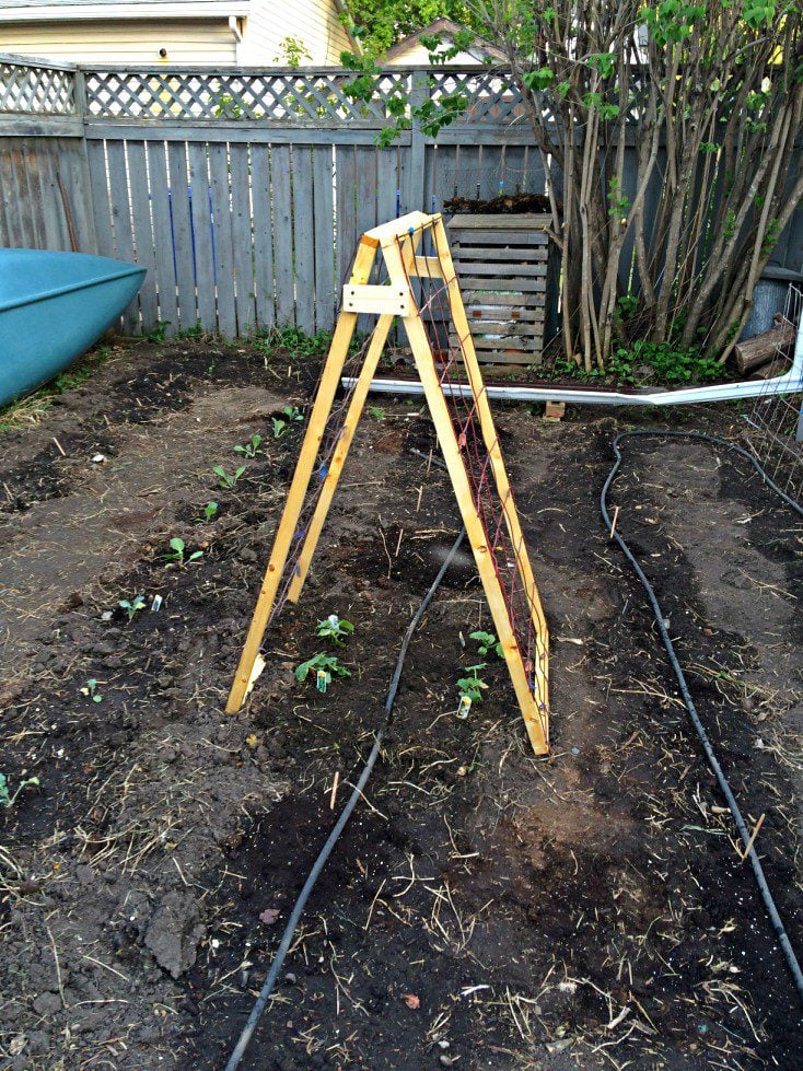 HOW TO SQUARE FOOT GARDEN IN THE GROUND (WITHOUT A RAISED BED