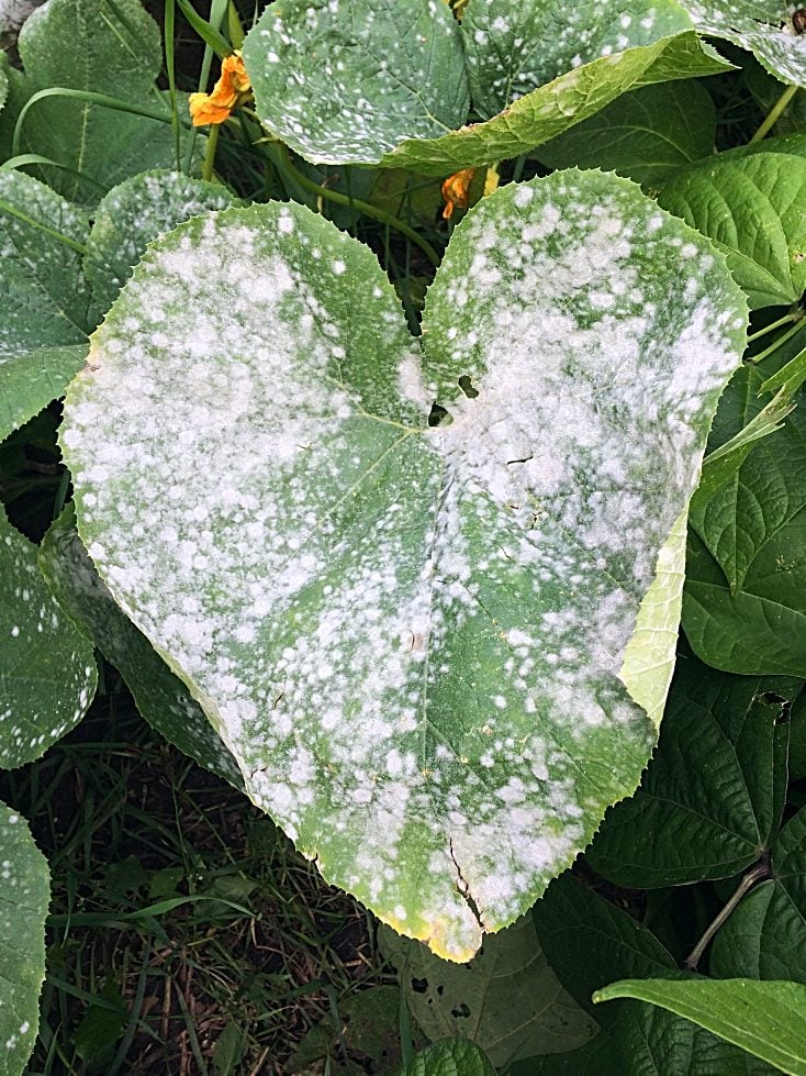 The 2 Step Solution to Control Powdery Mildew