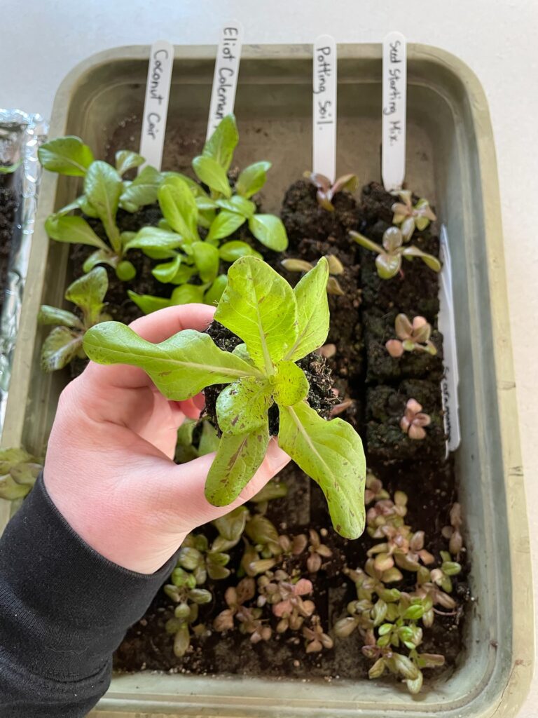 The Soil Block Recipe That Actually Holds Together Shifting Roots