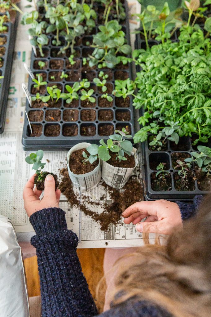 Compostable Newsprint Seed Starting Pots Shifting Roots