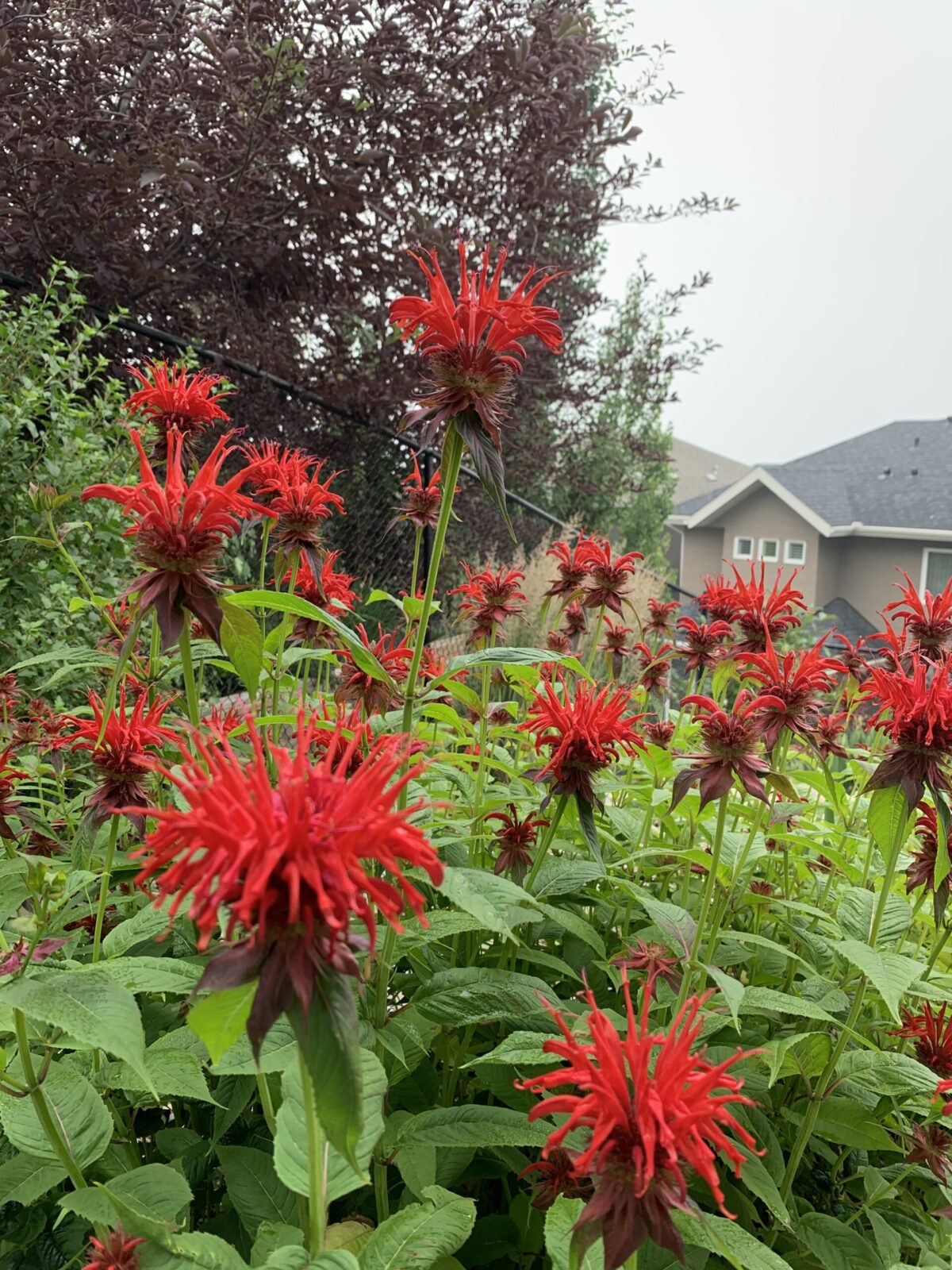 17 Perennial Flowers That Love Shade Shifting Roots