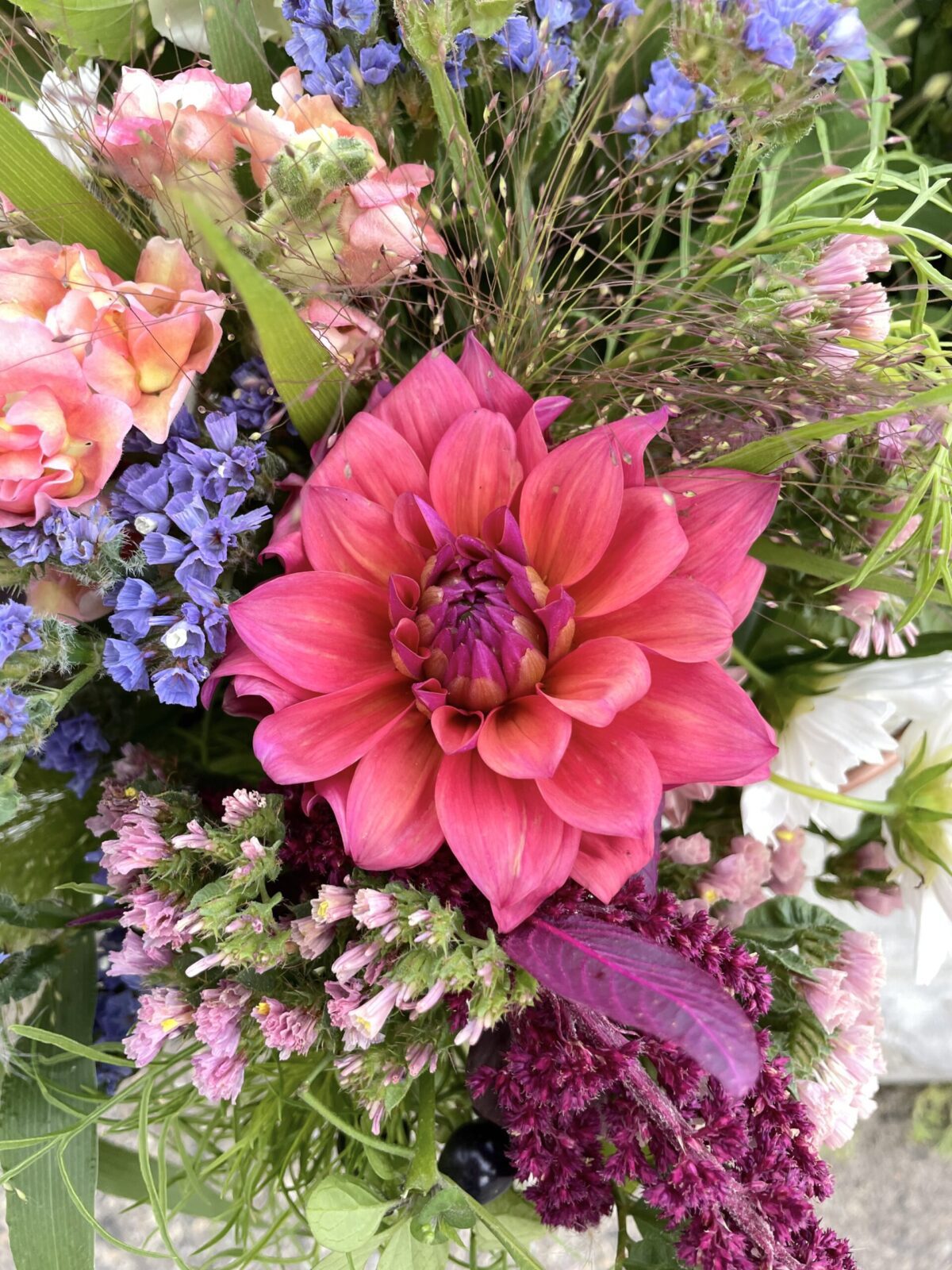 How to Overwinter Dahlias in Cold Climates Shifting Roots