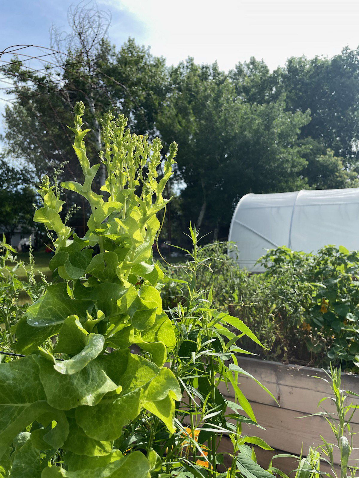 How to Get Free Lettuce Seeds for Life (with this SeedSaving Method!) Shifting Roots