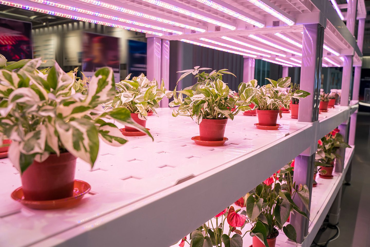 How You Can Use Grow Lights Shine Retrofits Lighting Blog