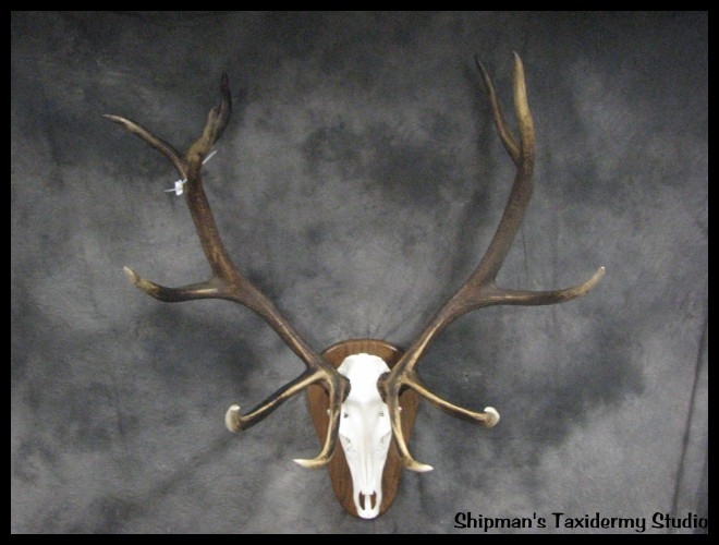 Shipman's Taxidermy Studio North American Taxidermy Gallery in