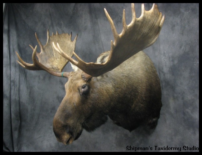 Shipman's Taxidermy Studio