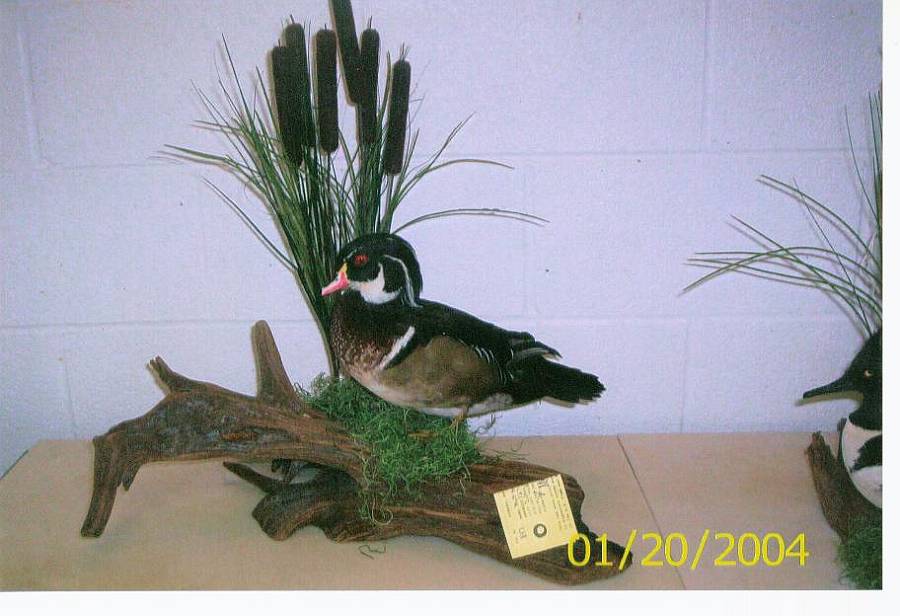 Shipman's Taxidermy Studio Waterfowl Upland Game Taxidermy Gallery in