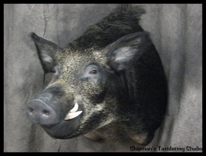 Shipman's Taxidermy Studio North American Taxidermy Gallery in