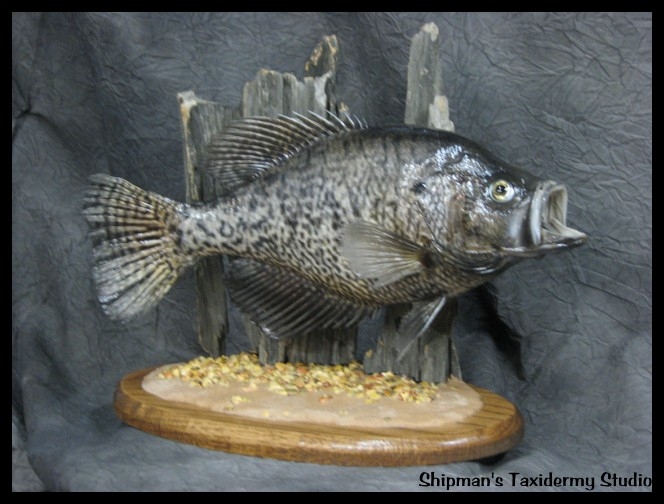 Shipman's Taxidermy Studio