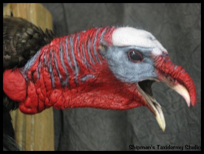 Shipman's Taxidermy Studio Turkey Taxidermy Gallery in