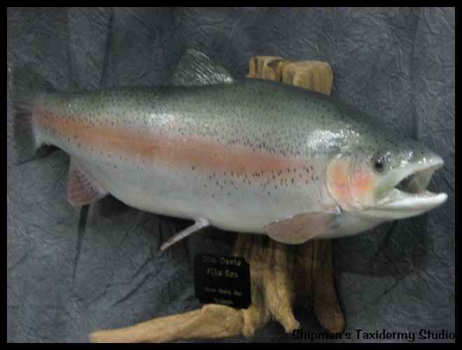 Shipman's Taxidermy Studio