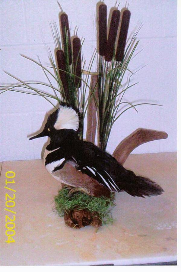 Shipman's Taxidermy Studio Waterfowl Upland Game Taxidermy Gallery in