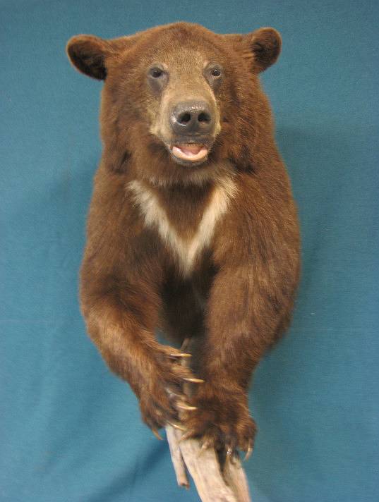 Shipman's Taxidermy Studio