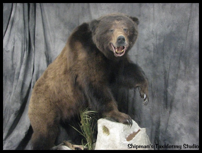 Shipman's Taxidermy Studio Bear Taxidermy Gallery in