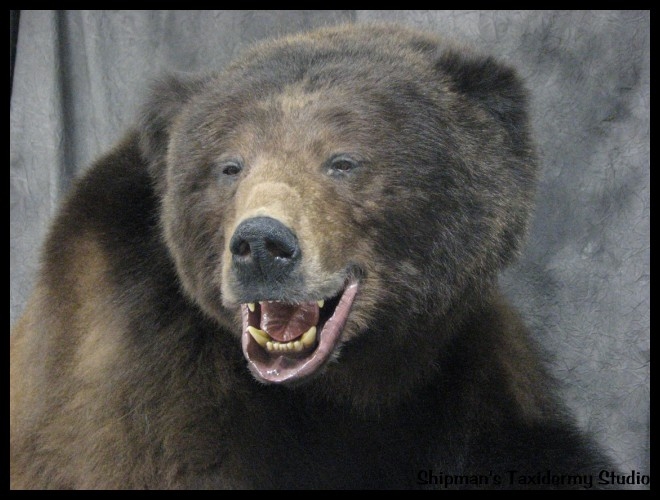 Shipman's Taxidermy Studio Bear Taxidermy Gallery in