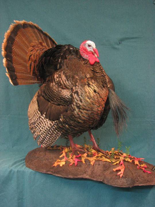 Shipman's Taxidermy Studio Turkey Taxidermy Gallery in