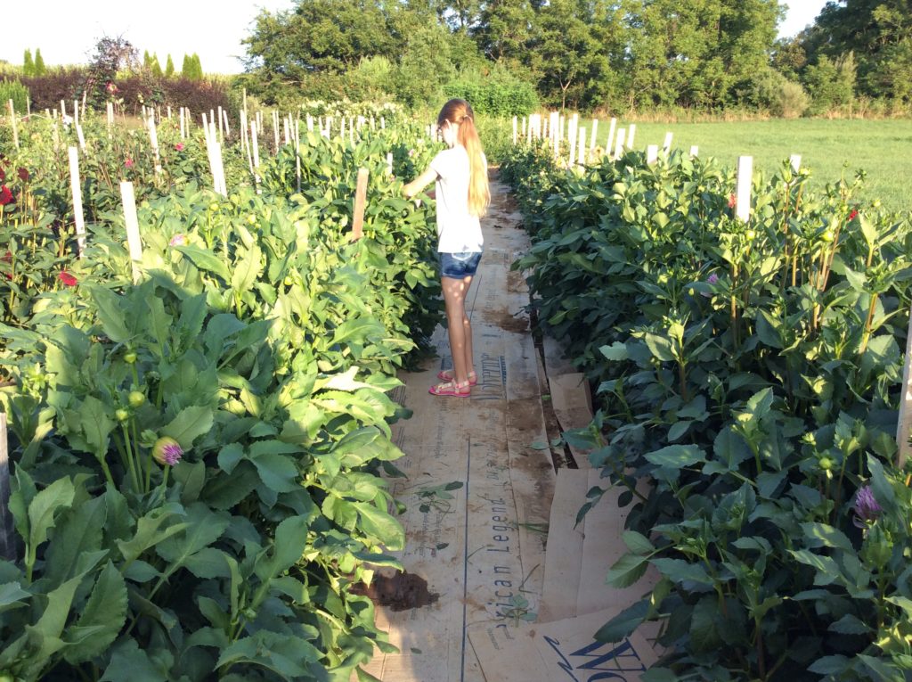 Pick Your Own Flowers Hope Valley Gardens SHIP SAVES