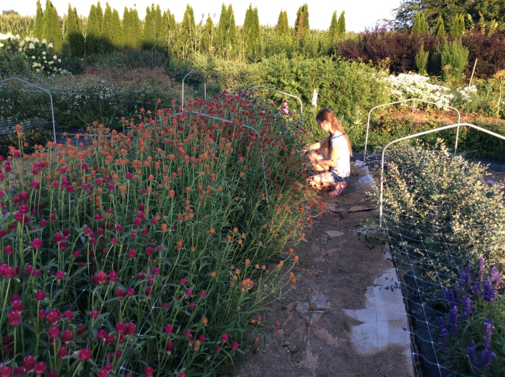 Pick Your Own Flowers Hope Valley Gardens SHIP SAVES