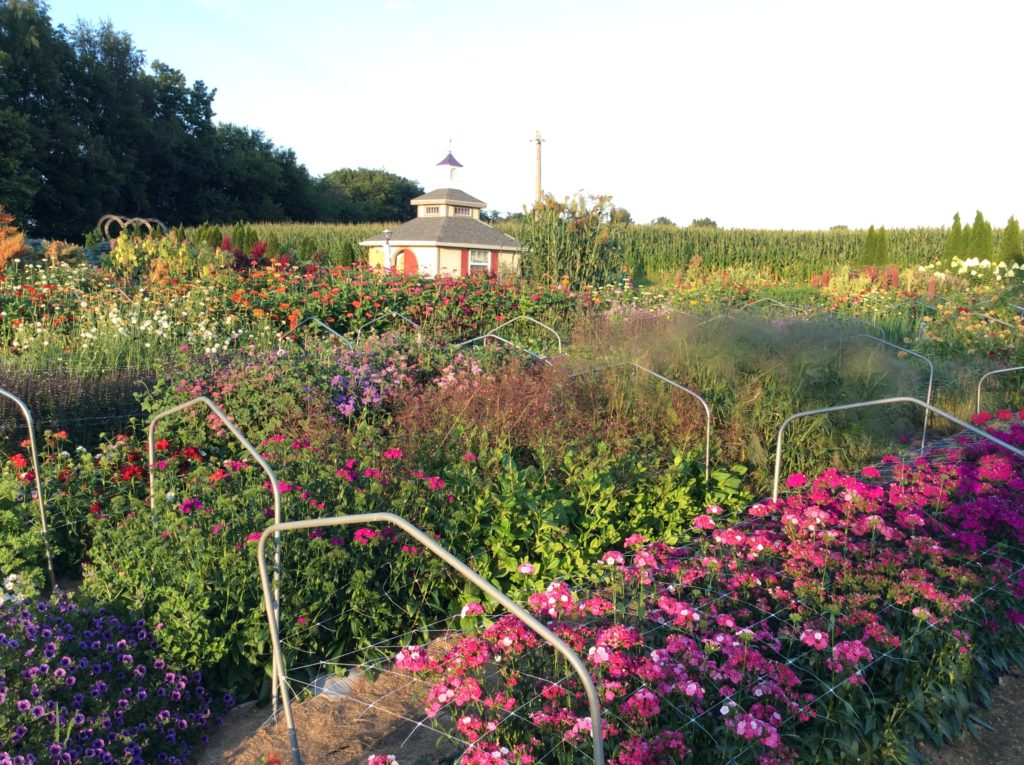 Pick Your Own Flowers Hope Valley Gardens SHIP SAVES