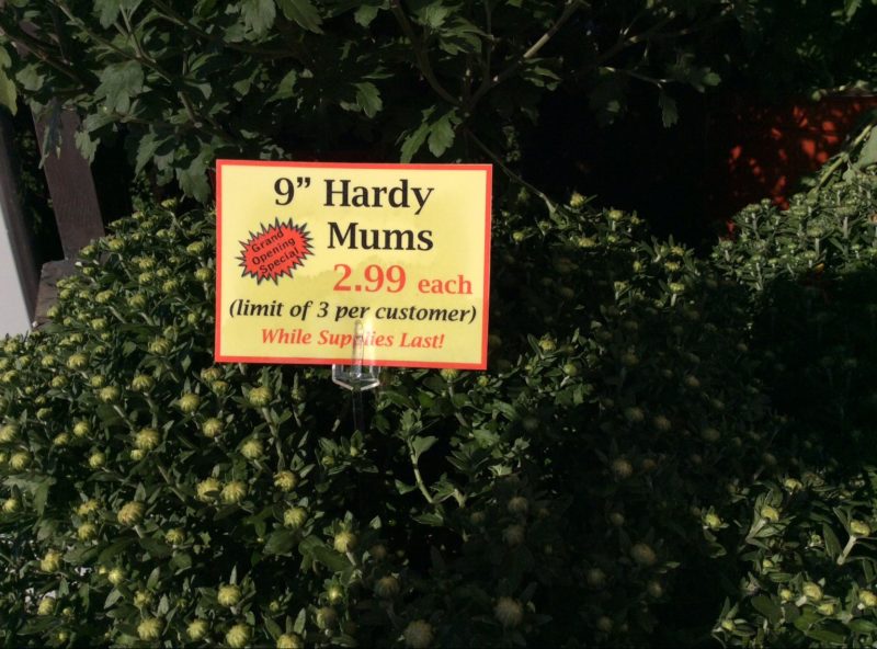 Royer’s Flowers in Chambersburg Grand Opening Specials SHIP SAVES