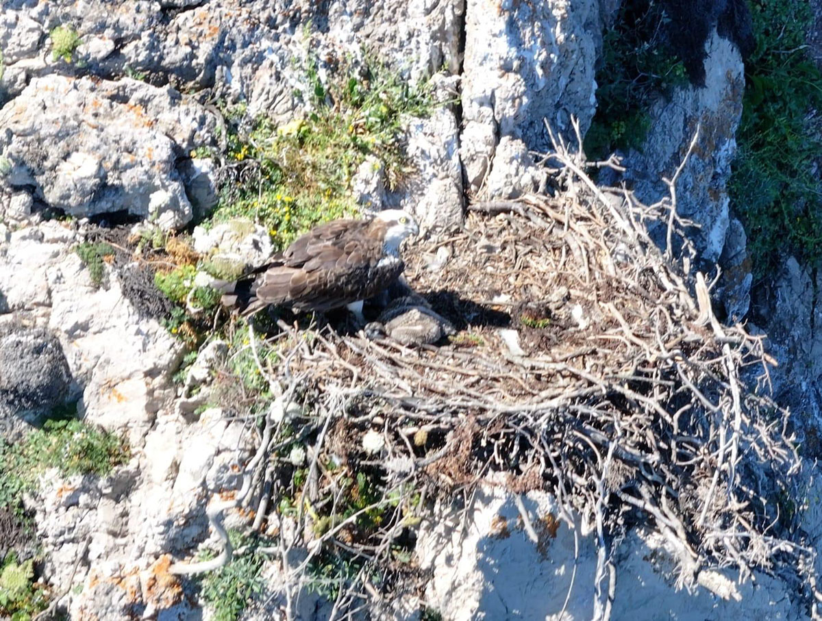 A Capo Caccia scoperto secondo nido di Falco Pescatore con due pulli