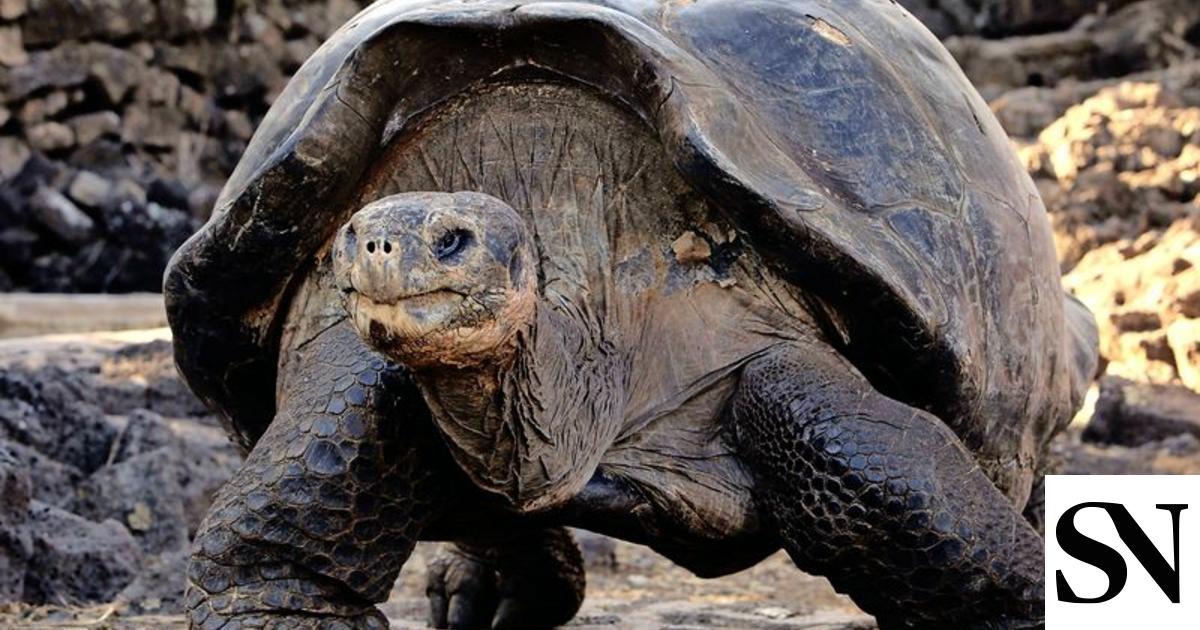 Galapagosinseln Hoffnung für bedrohte Riesenschildkröten