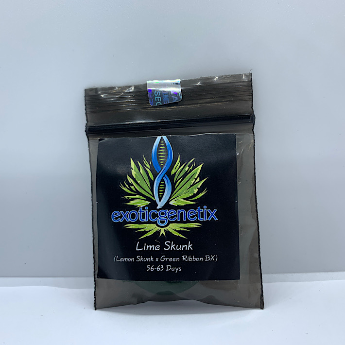 Lot 1104 Exotic Lime Skunk (Lemon Skunk x Green Ribbon BX) {REG