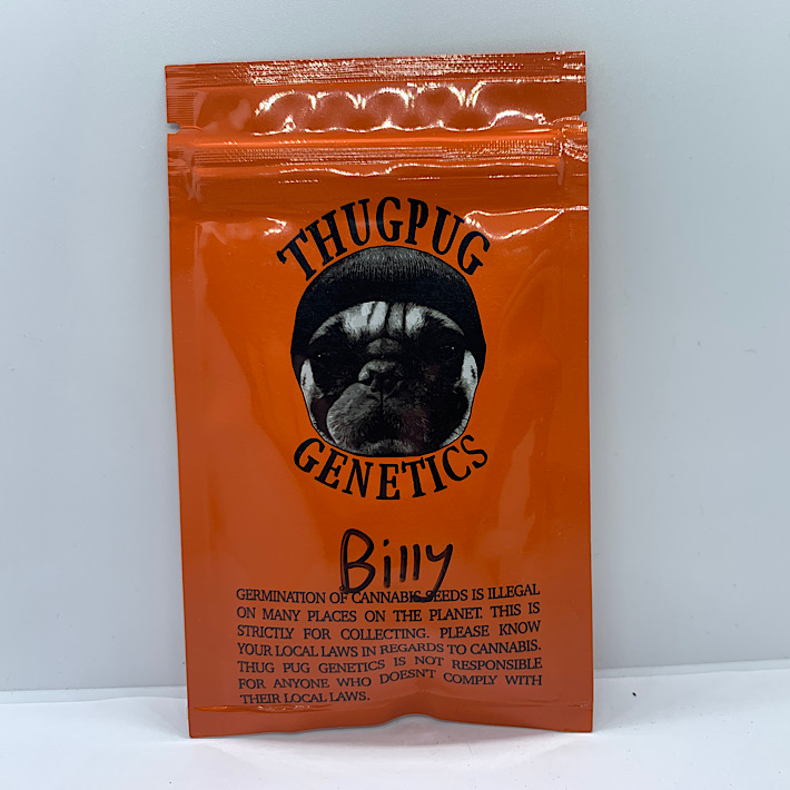 Lot 1197 Thug Pug Billy (Zkittlez x Junior （ Pugs Breath f2