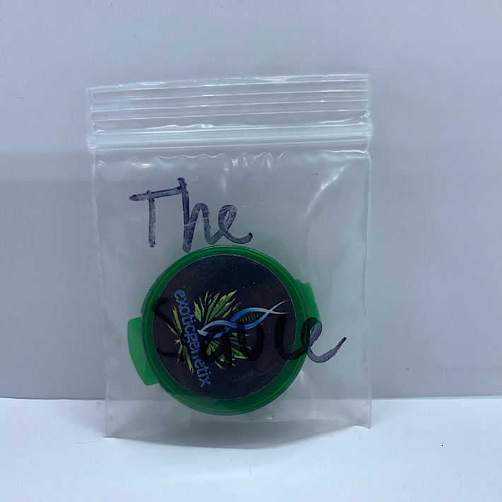 Lot 1397 Exotic The Sauce (Gorilla Glue 4 x Green Ribbon BX